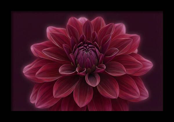 Dinner Plate Dahlia In Deep Burgundy
