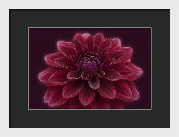 Dinner Plate Dahlia In Deep Burgundy