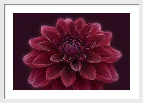 Dinner Plate Dahlia In Deep Burgundy