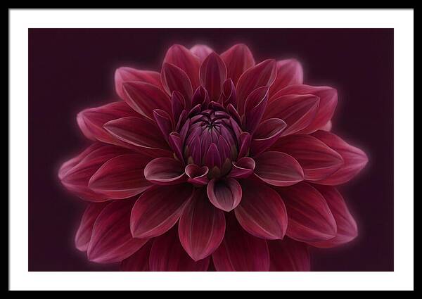 Dinner Plate Dahlia In Deep Burgundy