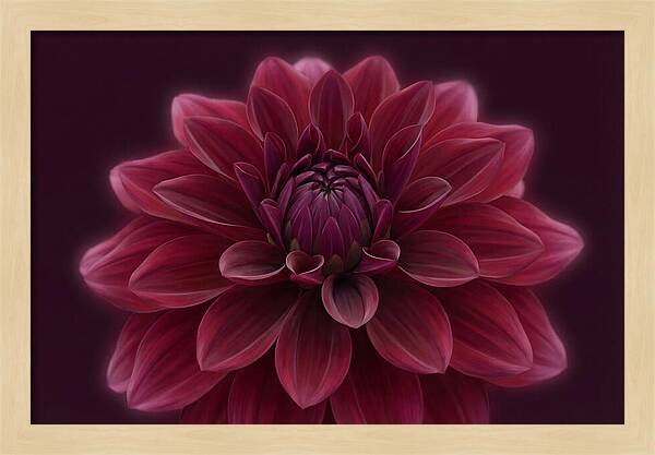 Dinner Plate Dahlia In Deep Burgundy