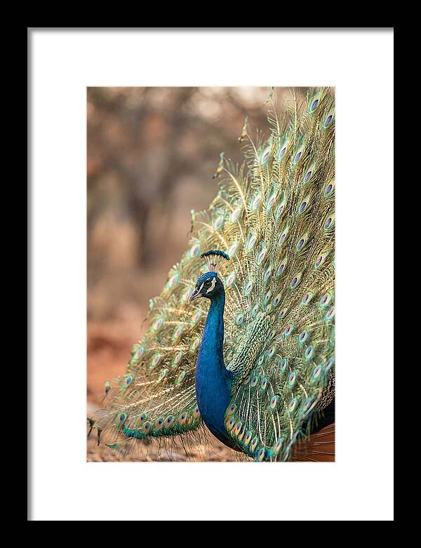 Displaying Iridescent Feathers