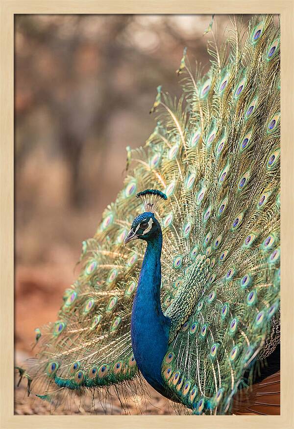 Displaying Iridescent Feathers