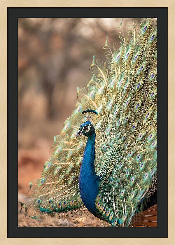 Displaying Iridescent Feathers