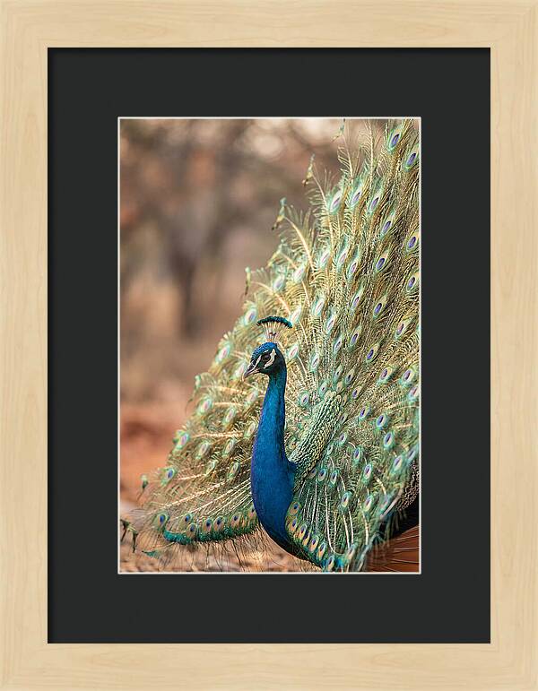 Displaying Iridescent Feathers