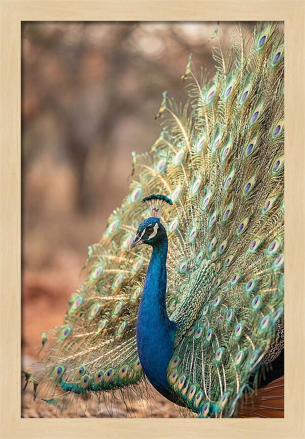 Displaying Iridescent Feathers