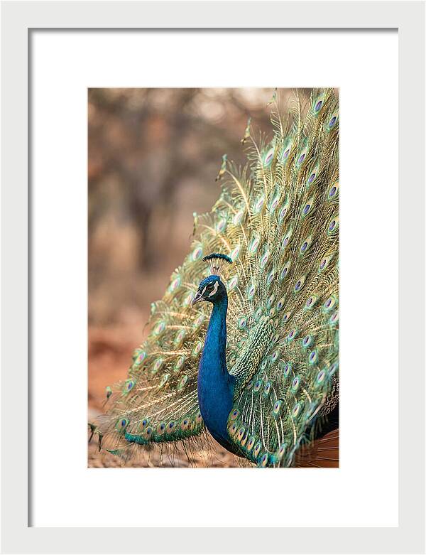 Displaying Iridescent Feathers