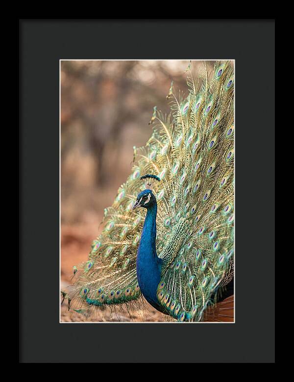 Displaying Iridescent Feathers