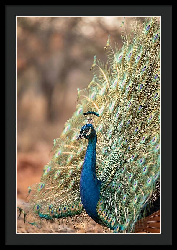 Displaying Iridescent Feathers