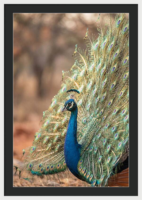 Displaying Iridescent Feathers