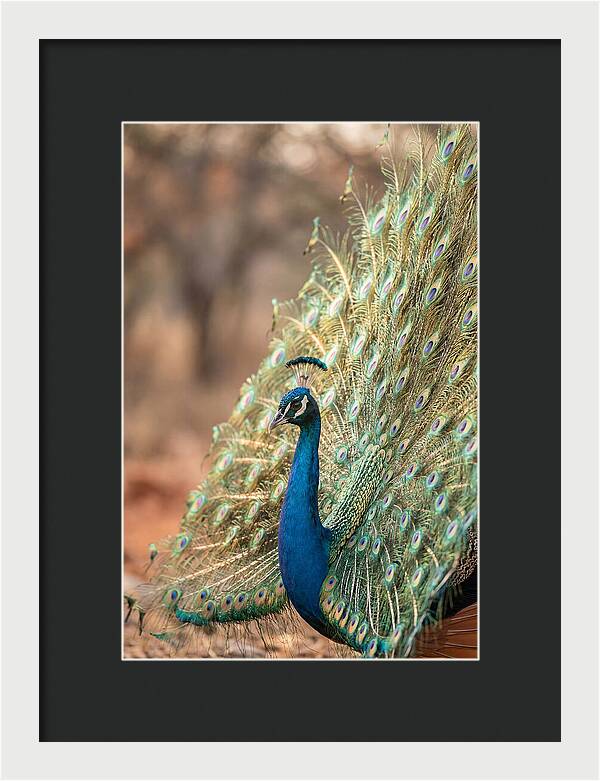 Displaying Iridescent Feathers