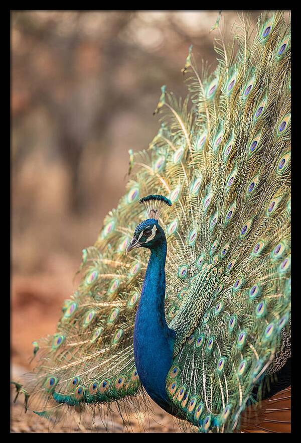 Displaying Iridescent Feathers