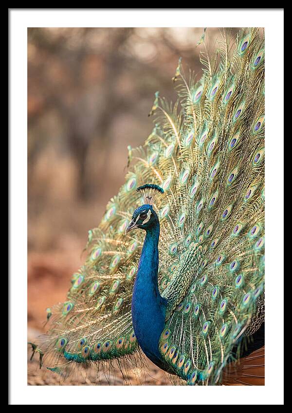Displaying Iridescent Feathers