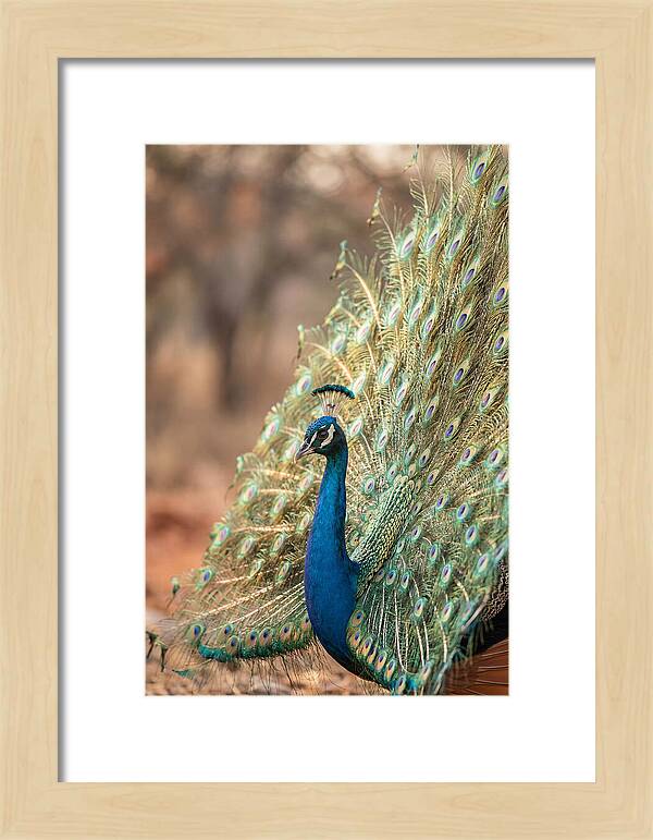 Displaying Iridescent Feathers