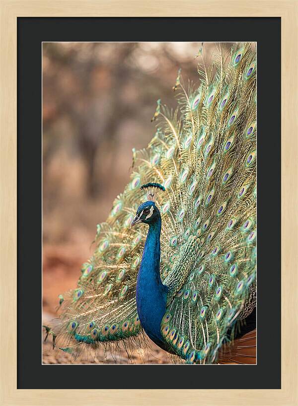 Displaying Iridescent Feathers