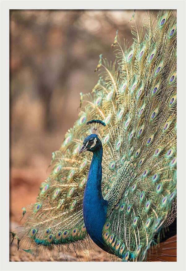 Displaying Iridescent Feathers