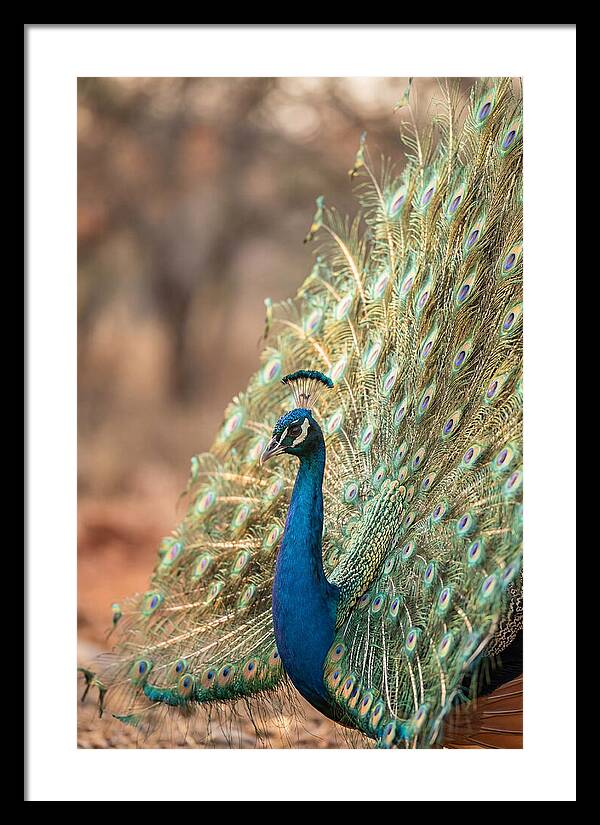 Displaying Iridescent Feathers