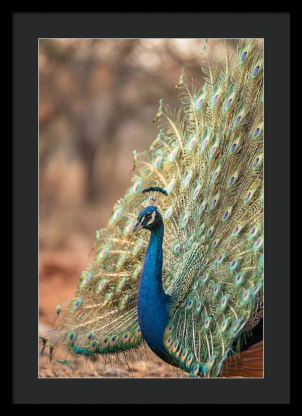 Displaying Iridescent Feathers