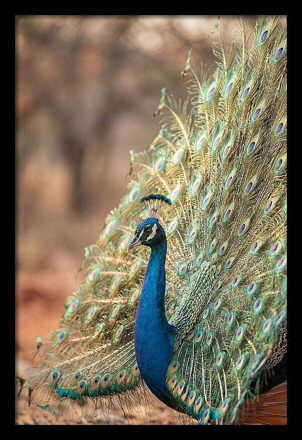 Displaying Iridescent Feathers