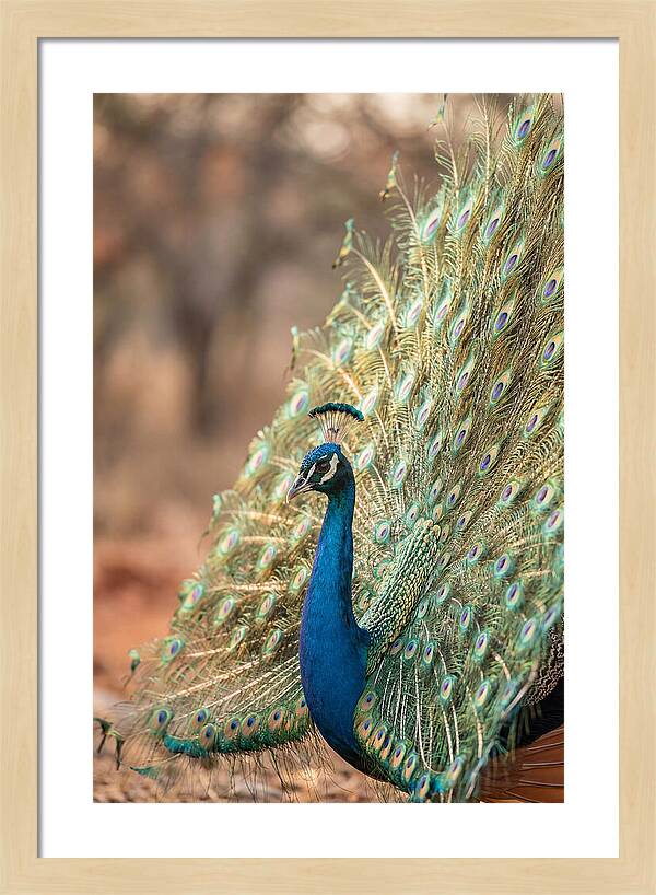 Displaying Iridescent Feathers