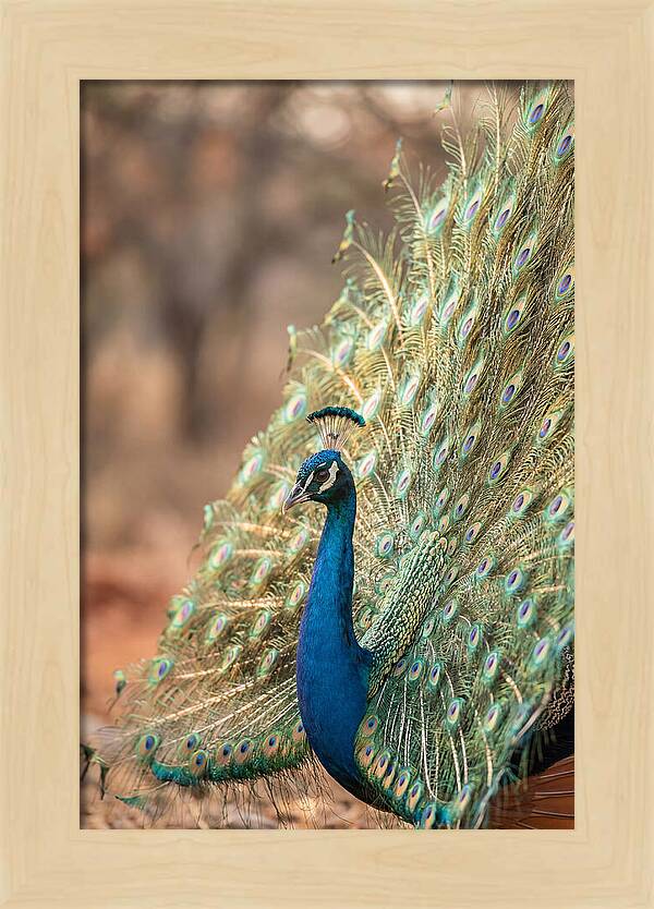 Displaying Iridescent Feathers