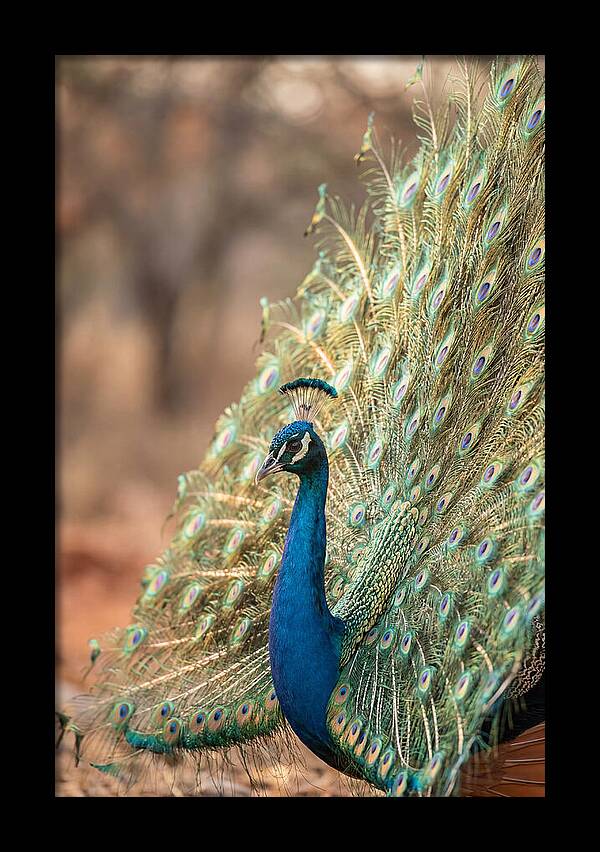 Displaying Iridescent Feathers