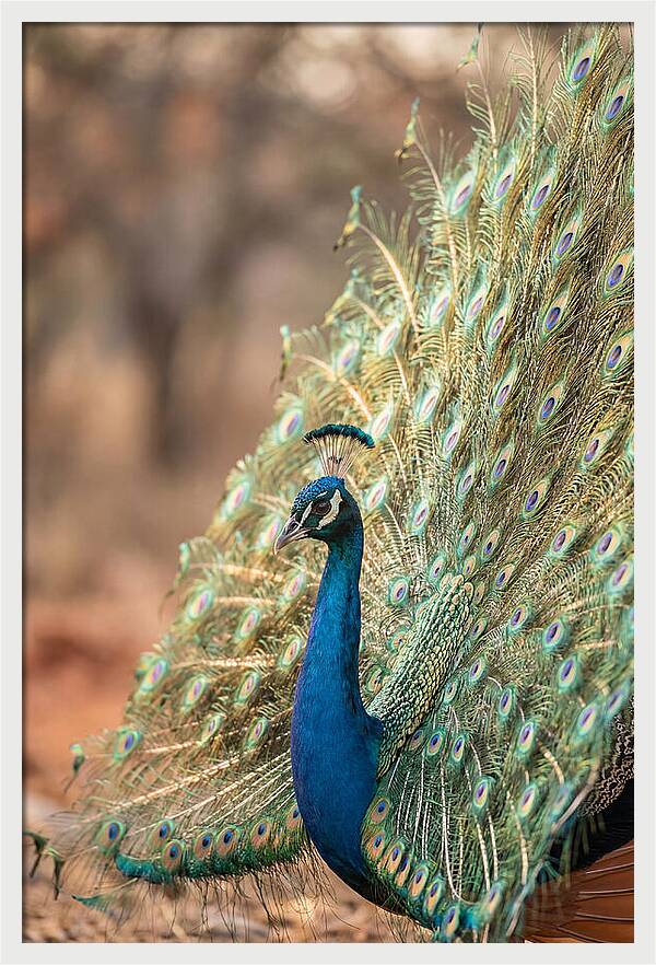 Displaying Iridescent Feathers