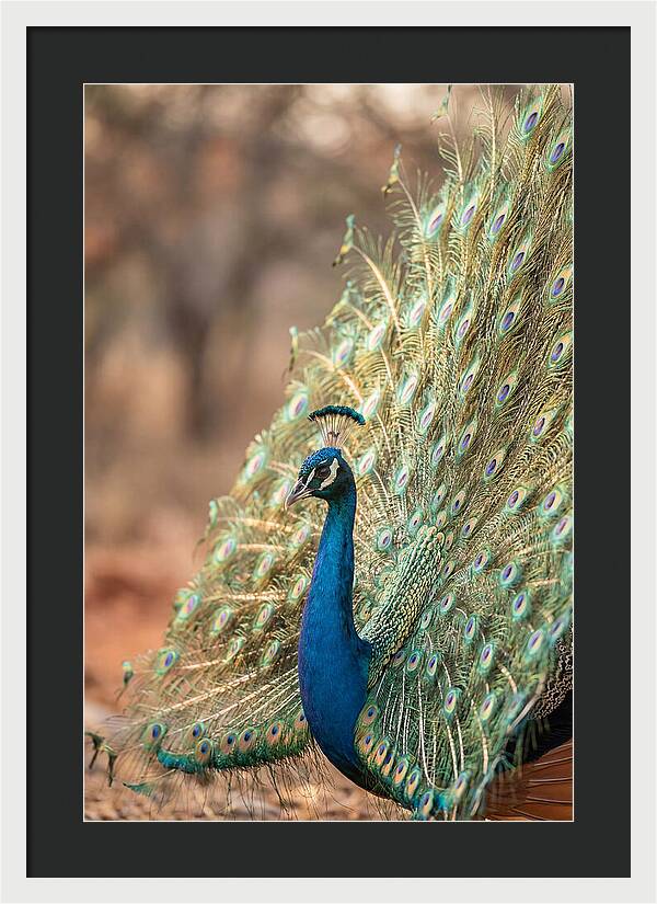 Displaying Iridescent Feathers