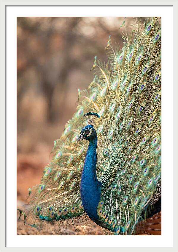 Displaying Iridescent Feathers
