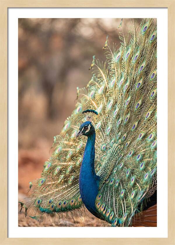 Displaying Iridescent Feathers