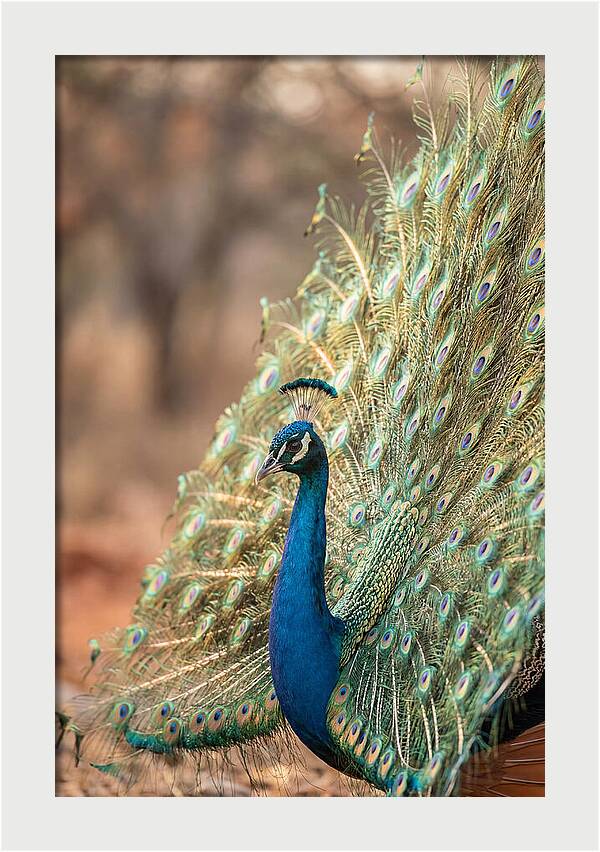 Displaying Iridescent Feathers