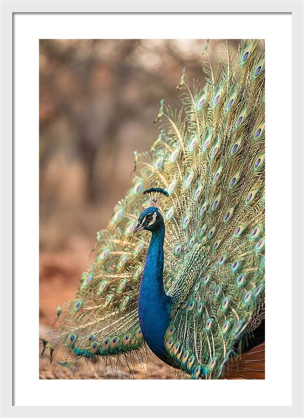 Displaying Iridescent Feathers