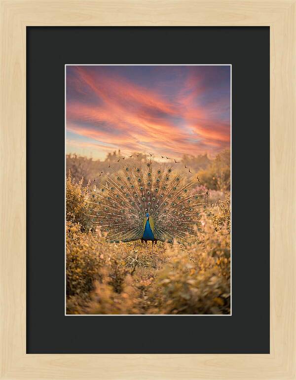 Displaying Iridescent Feathers