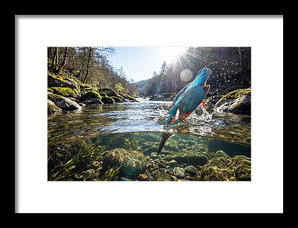 Diving Kingfisher In Action