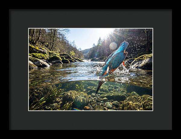 Diving Kingfisher In Action