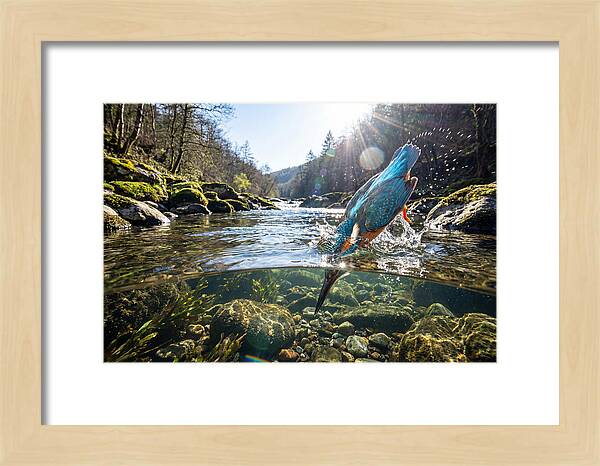 Diving Kingfisher In Action