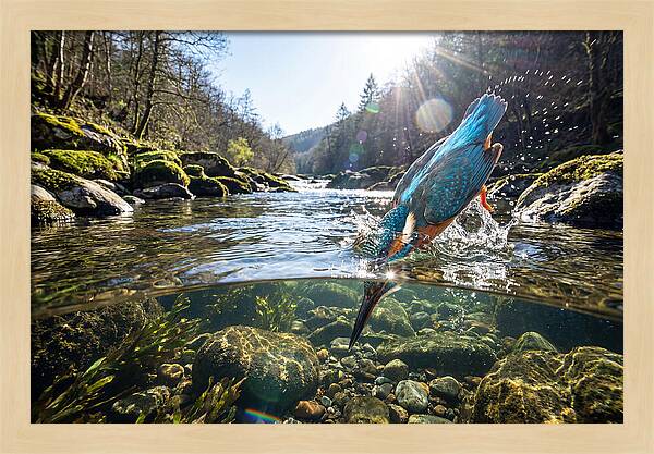Diving Kingfisher In Action