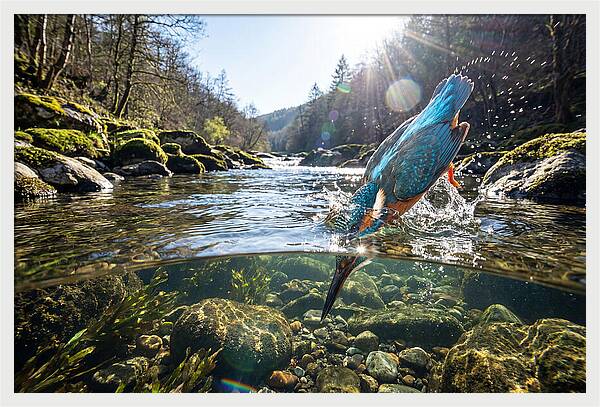 Diving Kingfisher In Action