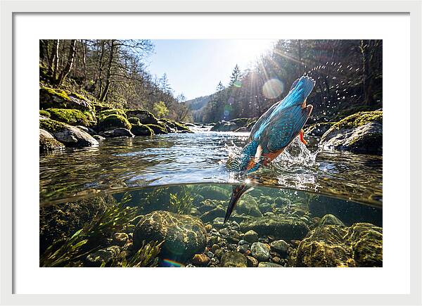 Diving Kingfisher In Action