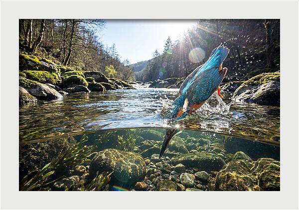 Diving Kingfisher In Action