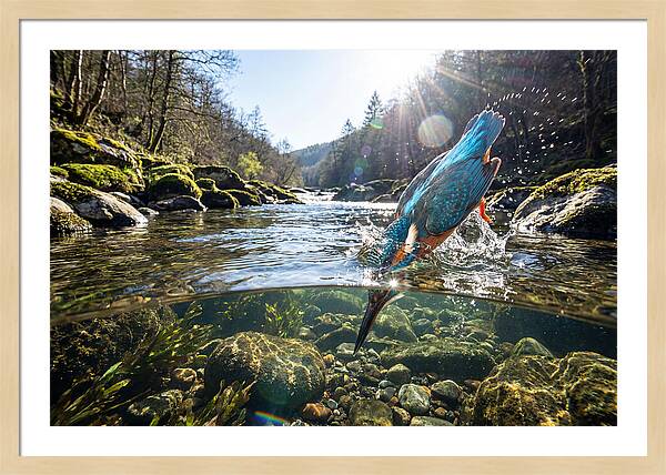 Diving Kingfisher In Action