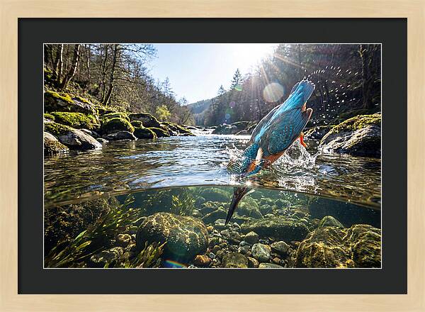 Diving Kingfisher In Action