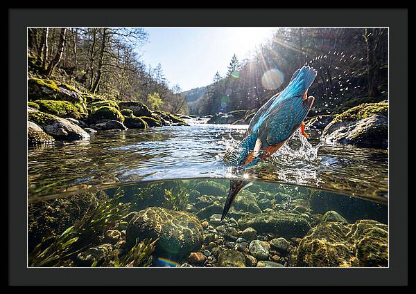 Diving Kingfisher In Action
