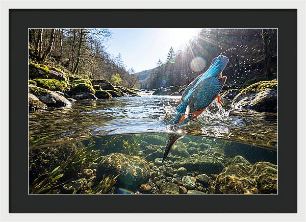 Diving Kingfisher In Action
