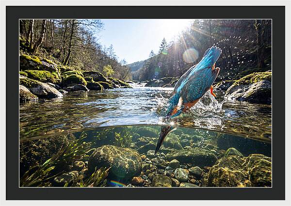 Diving Kingfisher In Action