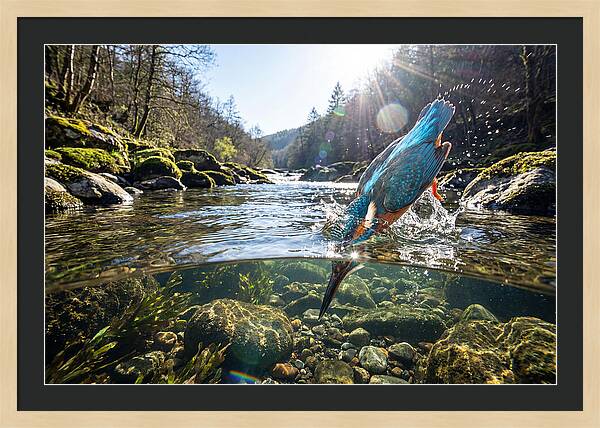 Diving Kingfisher In Action