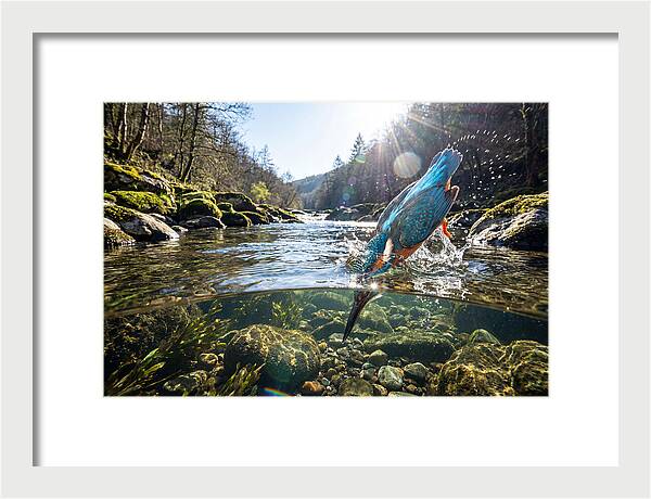 Diving Kingfisher In Action