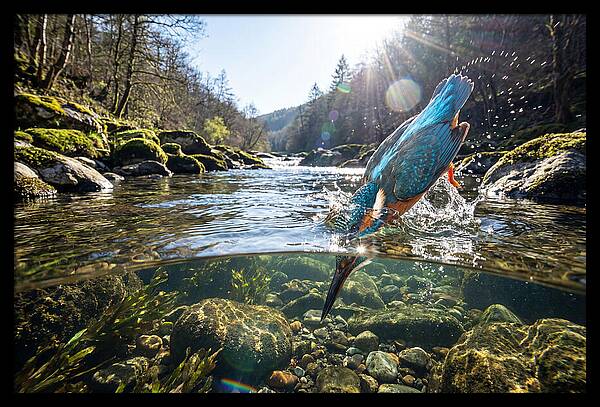 Diving Kingfisher In Action