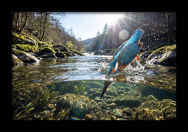 Diving Kingfisher In Action
