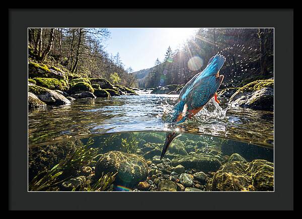 Diving Kingfisher In Action